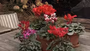 Plant of the Week: Florist Cyclamen, Cyclamen persicum