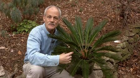 Video thumbnail: In the Garden Plant of the Week: Sago Palm - Cycas revoluta