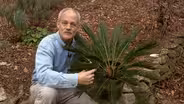 Plant of the Week: Sago Palm - Cycas revoluta