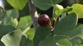 Video thumbnail: In the Garden Plant of the Week: Hearty Fig Ficus carica