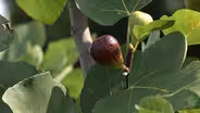 Plant of the Week: Hearty Fig Ficus carica