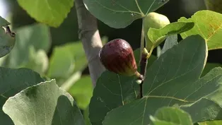 Plant of the Week: Hearty Fig Ficus carica