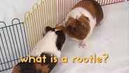 The Guinea Pigs on a ROOTLE Adventure!