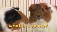 More Guinea Pig Mania!