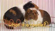 Our Guinea Pig Buddies are ROOTLE-ing!