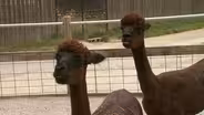 Let's ROOTLE with Alpacas at the Greensboro Science Center!