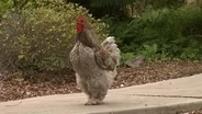 ROOTLE Around with a Rooster in Greensboro!