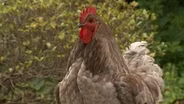 A Rooster at the Greensboro Science Center Looks for ROOTLE!