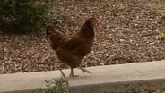 A Chicken and ROOTLE Become Friends in Greensboro!