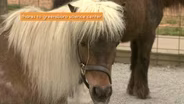 ROOTLE Makes Friends with a Miniature Horse in Greensboro!