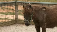 ROOTLE Horses Around at the Greensboro Science Center!