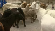 Goats and Sheep Run Amok with ROOTLE!