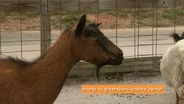 Goats and Sheep ROOTLE Around in Greensboro!