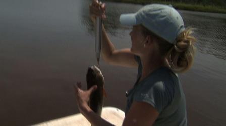 Video thumbnail: NC Now NC Now Special: Best of Science Now - Marine Life
