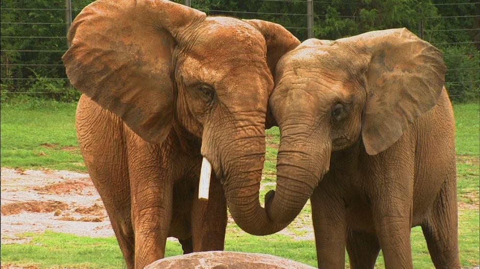 NC Zoo Summer Camp image