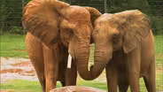NC Zoo Summer Camp