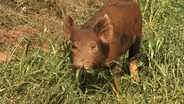 NC Cooperative Extension: Coon Rock Farm