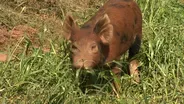 NC Cooperative Extension: Coon Rock Farm
