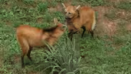 Maned Wolves