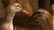Duck Dance Farm