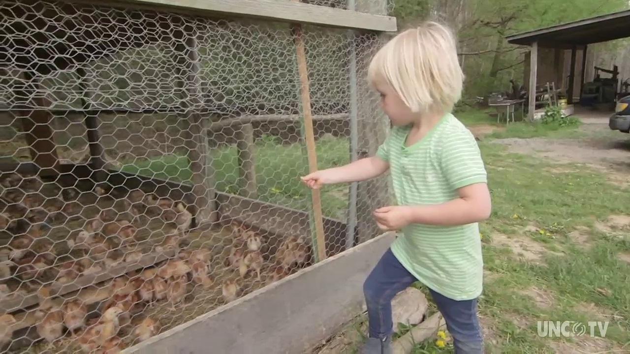 Hickory Nut Gap Farm