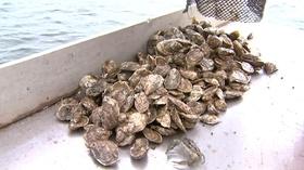 Video thumbnail: NC Now Restoring the Oyster