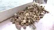 Restoring the Oyster