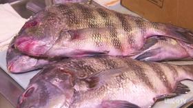 Video thumbnail: NC Now Wild Caught