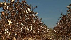 Video thumbnail: NC Now Wednesday, November 30, 2011