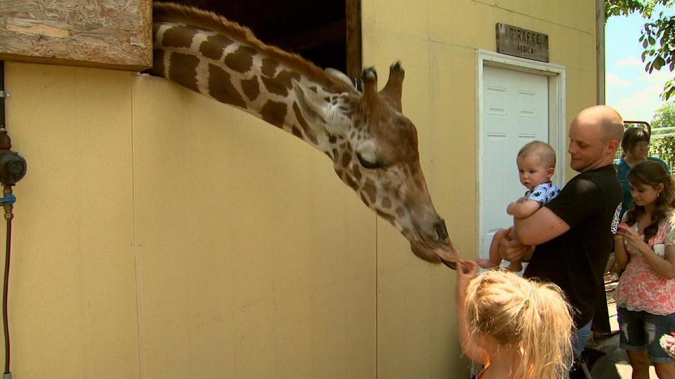 Aloha Safari Zoo image