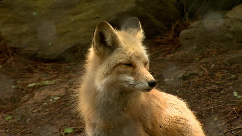 WNC Nature Center image