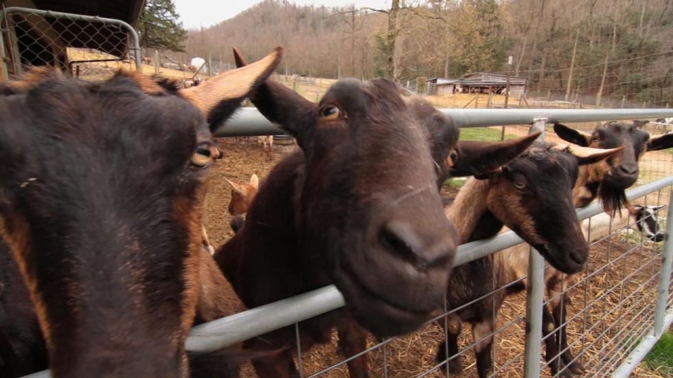 Round Mountain Creamery image