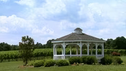 Shadow Springs Vineyard
