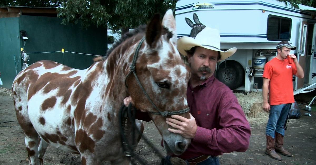 North Carolina Weekend Benson Mule Days PBS