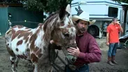 Benson Mule Days