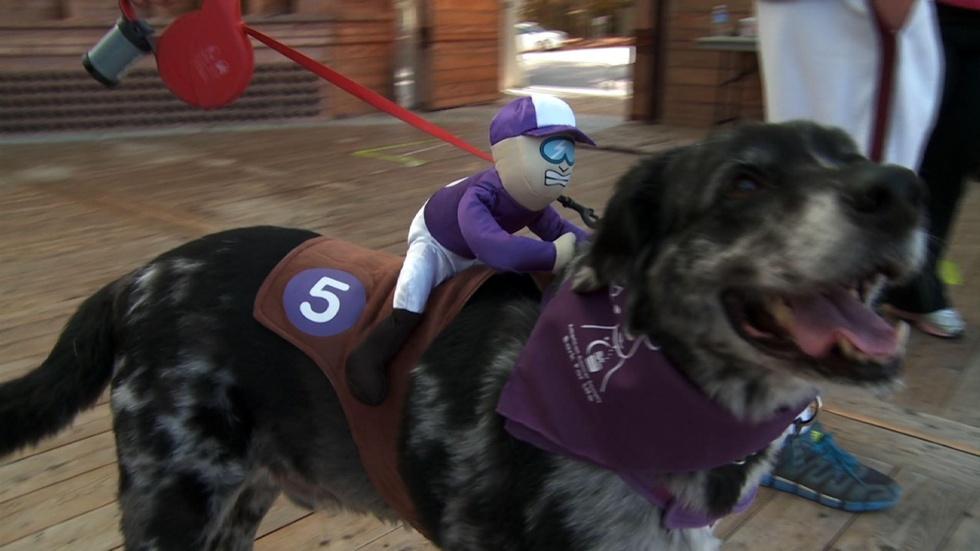 Wake County Walk n Wag image