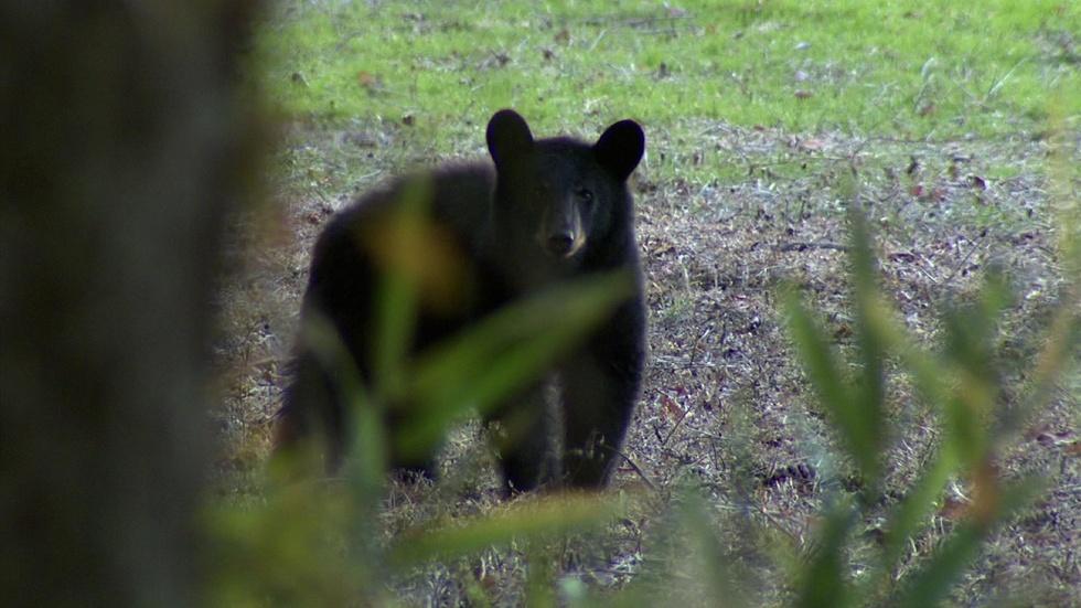 Bear Watching Tour image