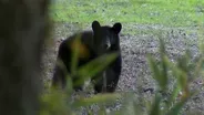 Bear Watching Tour
