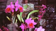 Orchids in the Garden