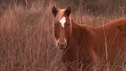 Wild Horses