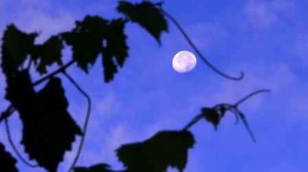 Video thumbnail: Our State Keeper of the Vine/A Defiant Spirit/A Muse in Wilmington