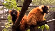 Sandburg's Connemara/Duke Lemur Center/Buffalo Creek Weavers