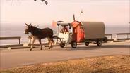 Mule Rider