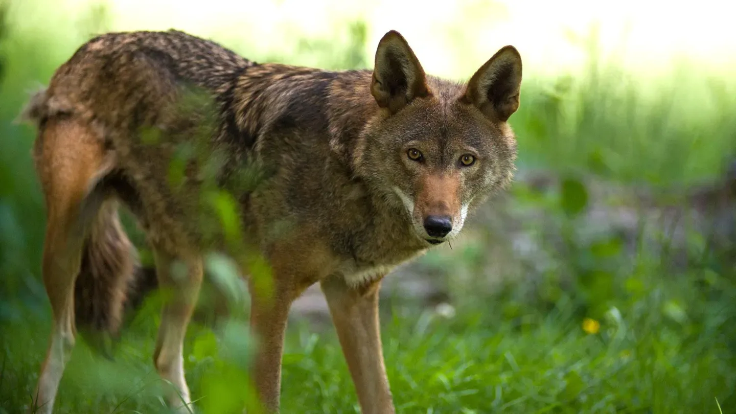 RED WOLF REVIVAL