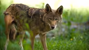 RED WOLF REVIVAL: Promo