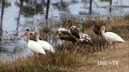 Video thumbnail: REFUGE Mackay Island