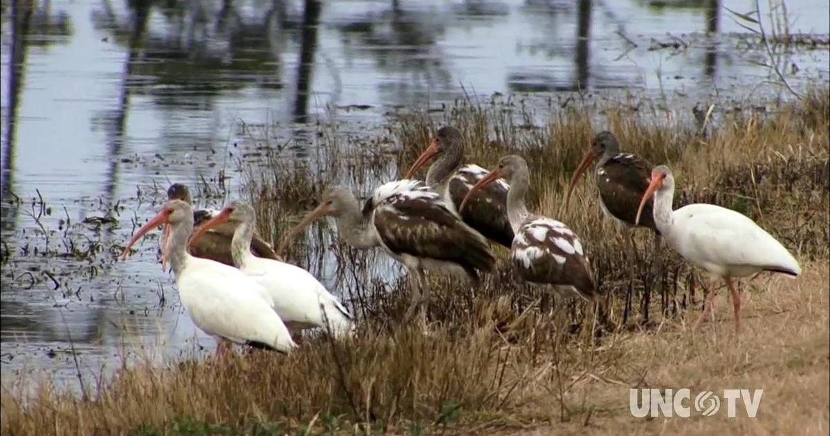 REFUGE Mackay Island Episode 106 PBS