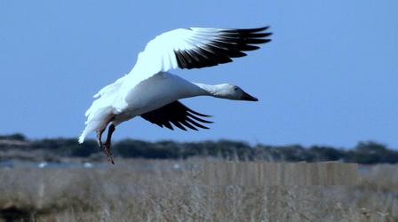 Video thumbnail: REFUGE Refuge: Mattamuskeet