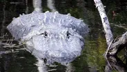 Refuge: Alligator River