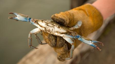Video thumbnail: UNC-TV Life Peelers, Busters and Soft Shell Crabs
